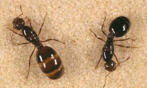 red imported fire ant - Solenopsis invicta