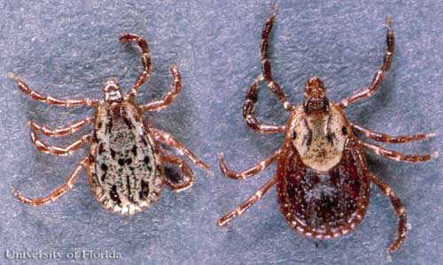 Dorsal view of American dog ticks, Dermacentor variabilis (Say), with male on left, and female on right. 