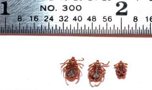 Relative sizes of American dog ticks, Dermacentor variabilis (Say), with male (left), female (center), nymph (right).