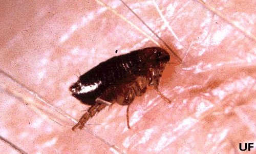 cat flea Ctenocephalides felis (Bouché)