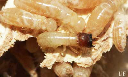 A Drywood Termite Cryptotermes Cavifrons Banks