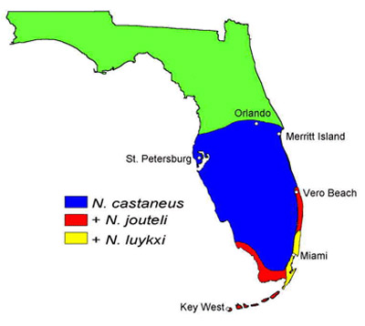 Distribution of Neotermes species in Florida. 