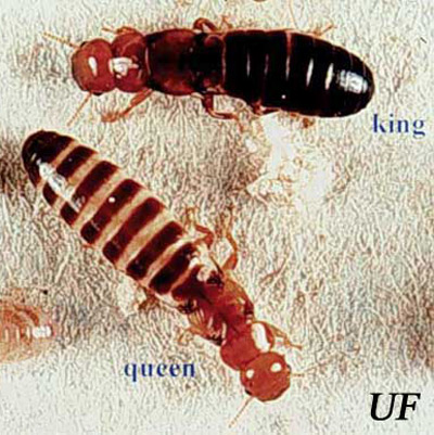 King and queen of the western drywood termite, Incisitermes minor (Hagen). 