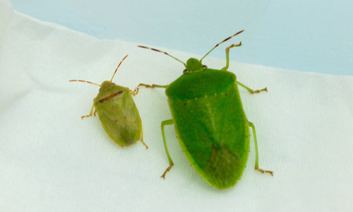 Redbanded stink bug, Piezodorus guildinii (Westwood), (left), next to the Southern green stink bug, Nezara viridula (L.) (right)
