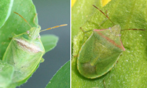 Redbanded stink bug, Piezodorus guildinii (Westwood), (left), and look-alike the redshouldered stink bug, Thyanta sp. (right).