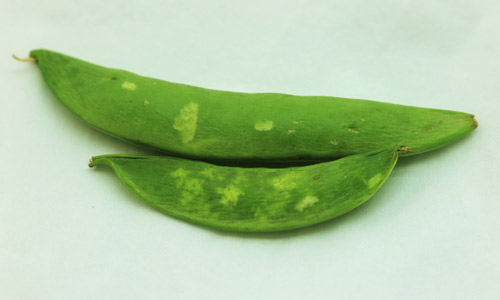 External stink bug damage to sweet pea, Pisum sativum.
