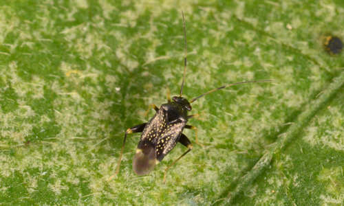 Macropterous (long-winged) adult male garden fleahopper, Halticus bractatus (Say).