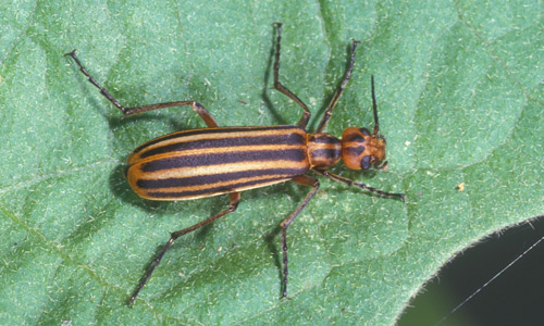 The striped blister beetle, Epicauta vittata (Fabricius), showing the three black stripes on the elytra found on southern United States populations.