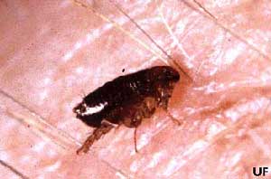rat fleas pictures