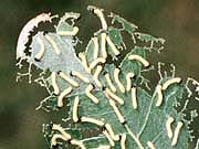 Larvae of Anisota peigleri