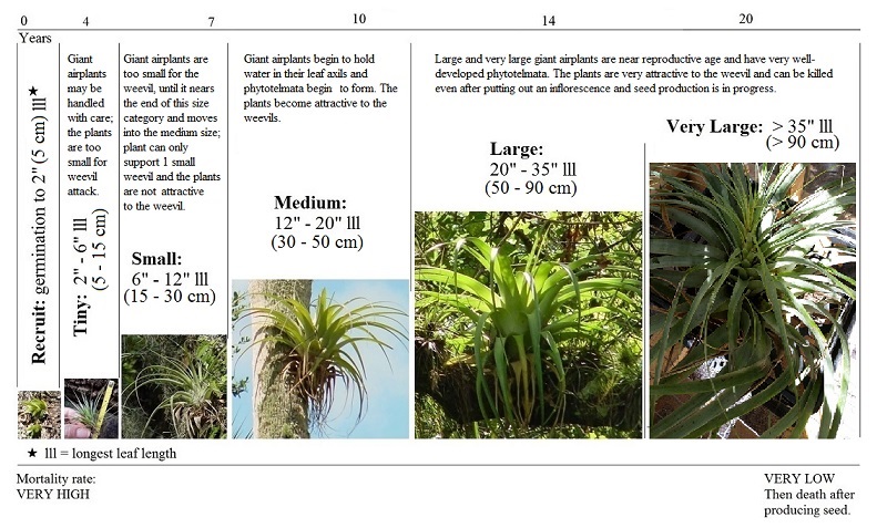 giant airplant size categories
