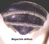 megdefcarterg62.GIF (230067 bytes)