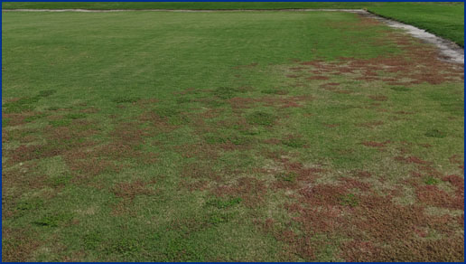 lawn damaged by nematodes
