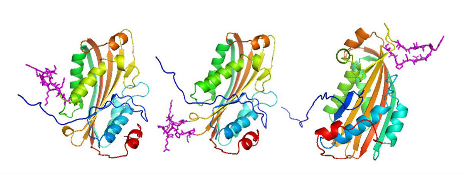 Composite image of ribbon diagrams of the structure of three Cyt toxins 