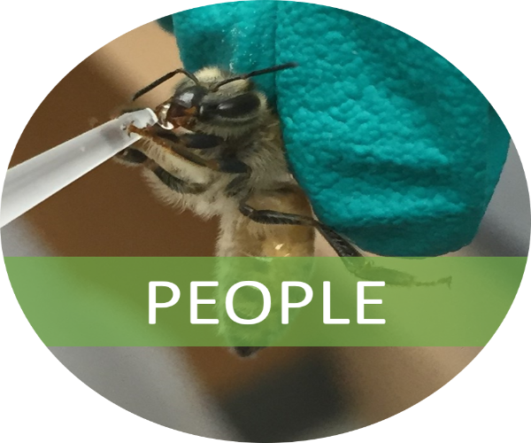 An image of a bee being hand fed with a banner indicating link to people page. Photo credit Suzy Rodriguez.