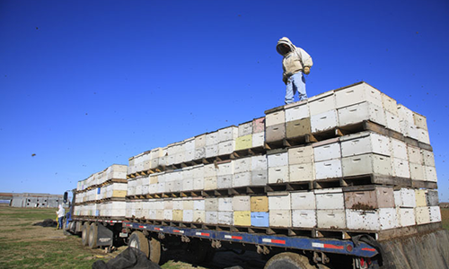 Commercial beekeeper standing on truck load of beehives