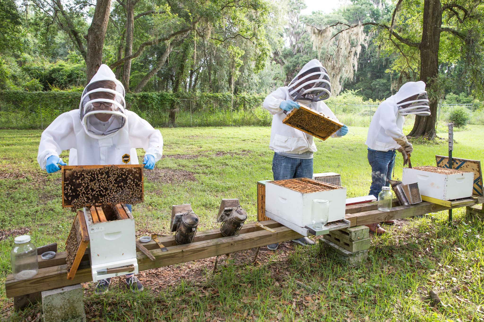 Beekeepers checking hives