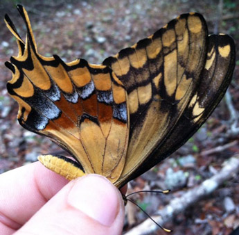 South Florida's Schaus' swallowtail