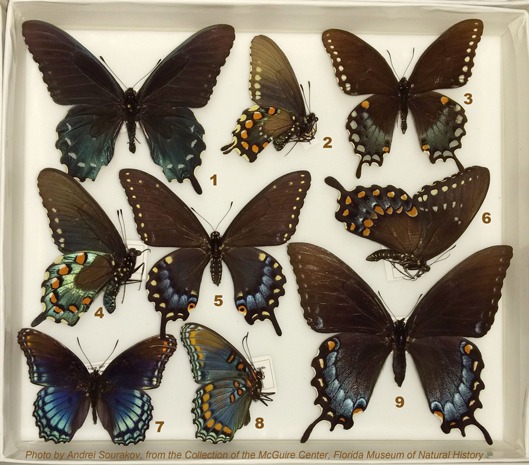 pipevine swallowtail and its mimics pinned on a board. 1,2,3,4,5,6,7,8,9. Photo by Andrei Sourakov, from the Collection of the McGuire Center, Florida Museum of Natural History. 