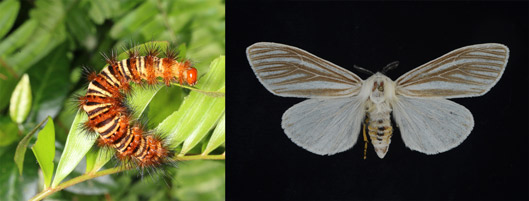 echo moth caterpillar and echo moth adult