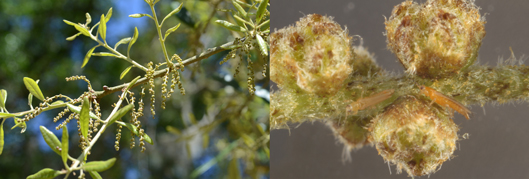 Oak catkins and thrips on catkins