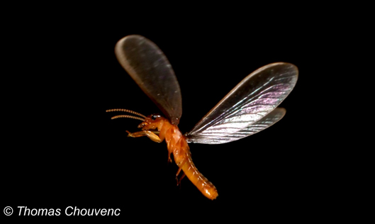 termite in flight