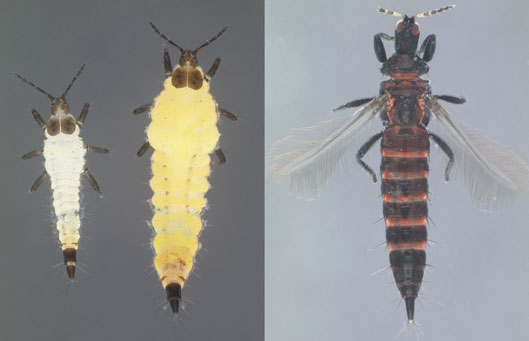 The first of two insects that were studied for biological control of Brazilian peppertree Schinus terebinthifolia in Florida was released jointly by UF and USDA on 16 July.