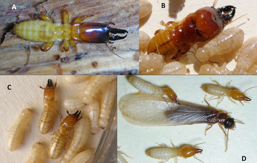 Selected images of termite species from the United States: