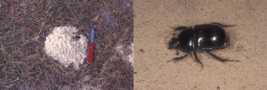 Bot fly adults aren’t seen too often, but Caitlin Taylor caught this female horse bot fly, Gasterophilus intestinalis, near her horses.  The fly lays her eggs on the lower front legs of a horse.  The 1st instars are ingested and burrow into tissues of the mouth.  The 2nd and 3rd instars develop in the horse’s stomach.  After being passed out in the feces, the mature larvae pupate in the soil.  Check out the Featured Creatures article on this fascinating insect at  http://entnemdept.ufl.edu/creatures/livestock/horse_bot_fly.htm