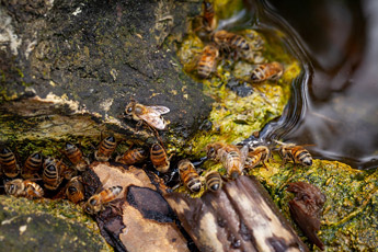 Bees from the Honey Bee Research and Extention Lab next door collecting water from the Steinmetz courtyard pond. Photo by Matt Borden  