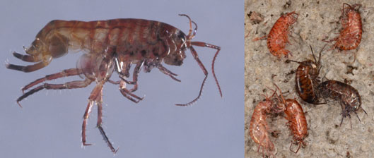 Rainy weather often leads to calls about terrestrial amphipods, also called lawn shrimp