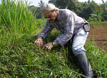 Dr. James P. Cuda searching for galls of the cogongrass midge, Orseolia javanica in Cianjur, Indonesia.