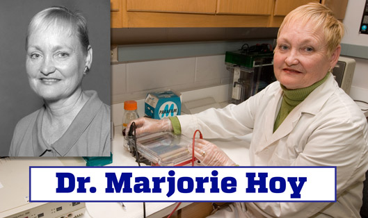 Dr. Marjorie Hoy. Portrait and photo of her woking electroforesis.