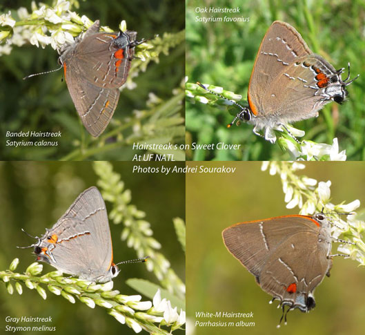 In the spring, you can find four very similar hairstreaks feeding simultaneously on the sweet clover