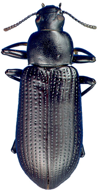 Alobates morio (Fabricius)