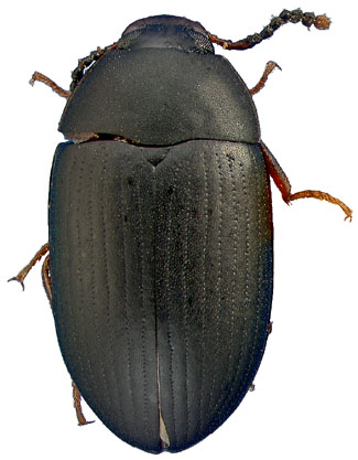 Platydema nigratum (Motschulsky)