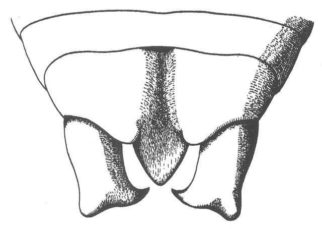 image of Peranabrus scabricollis