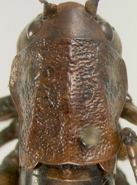image of Peranabrus scabricollis