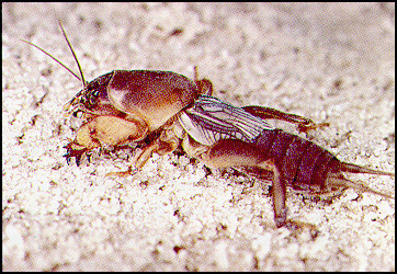 image of Neocurtilla hexadactyla