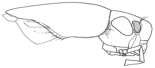 image of Cycloptilum irregularis