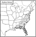 SINA map for Gryllus firmus