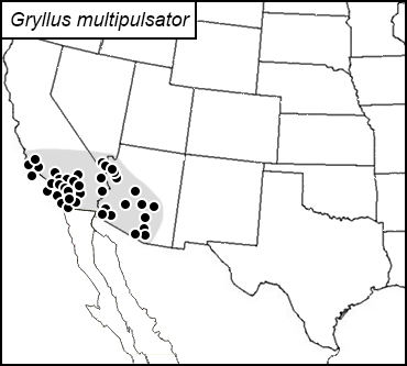 distribution map for Gryllus multipulsator