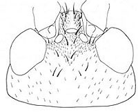 image of Orocharis gryllodes