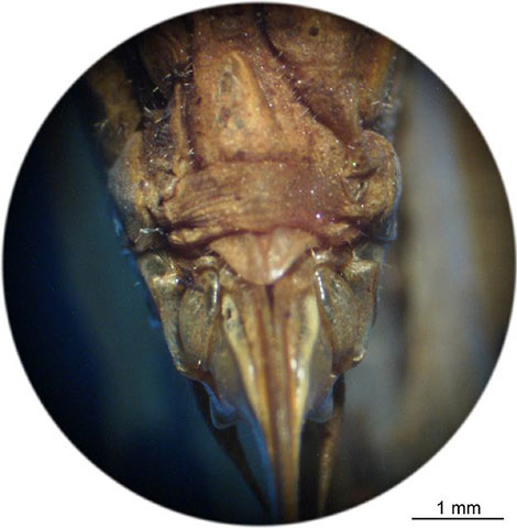 image of Phaneroptera species