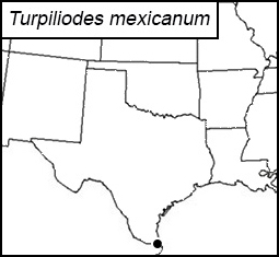 distribution map for Turpiliodes mexicanum