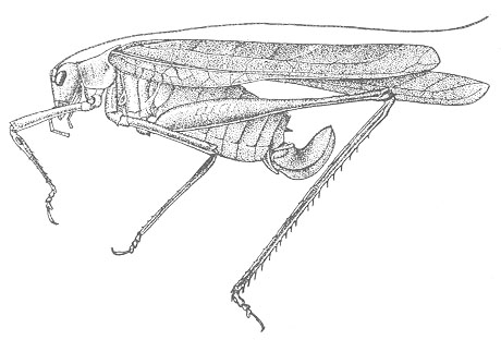 Insara elegans image