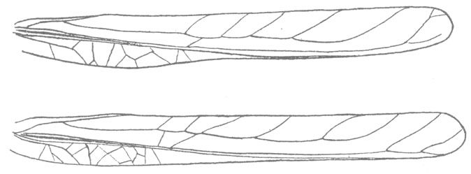 Insara elegans image
