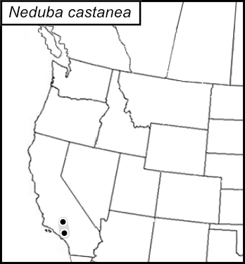 distribution map for Neduba castanea