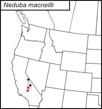 distribution map for Neduba macneilli
