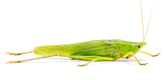 image of Neoconocephalus palustris